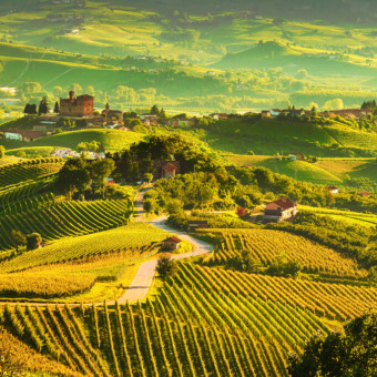 I grandi Vini Piemontesi - Top-Selektion mit 300 Flaschen