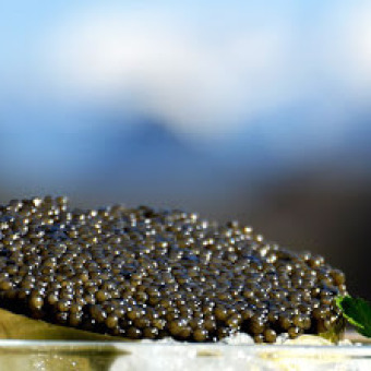 Osietra Alpenkaviar vom Russischen Stör aus dem Steyrtal