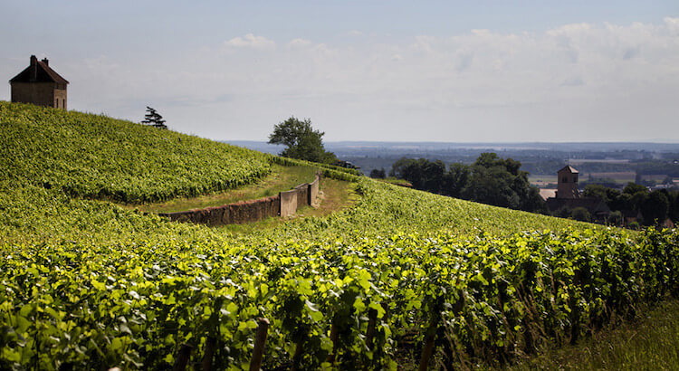 Weingut des Monats: Denis Mortet (Burgund)